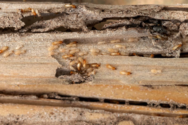 Best Pest Prevention Services  in Red Bank, NJ